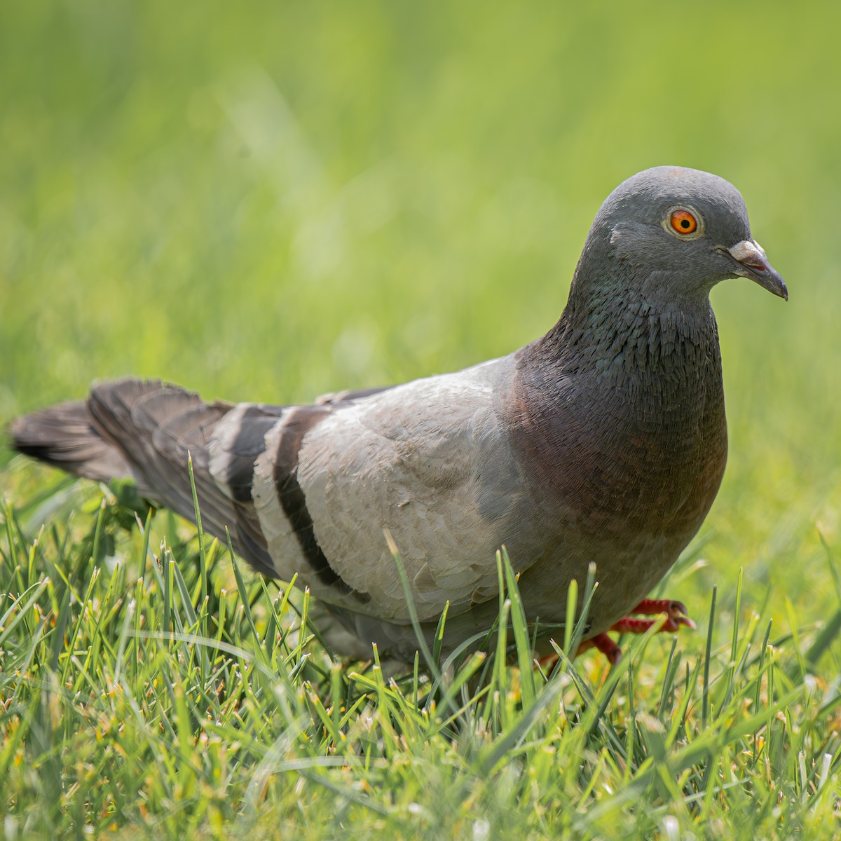 Haitz-usoa (etxekoa) - ML645026451