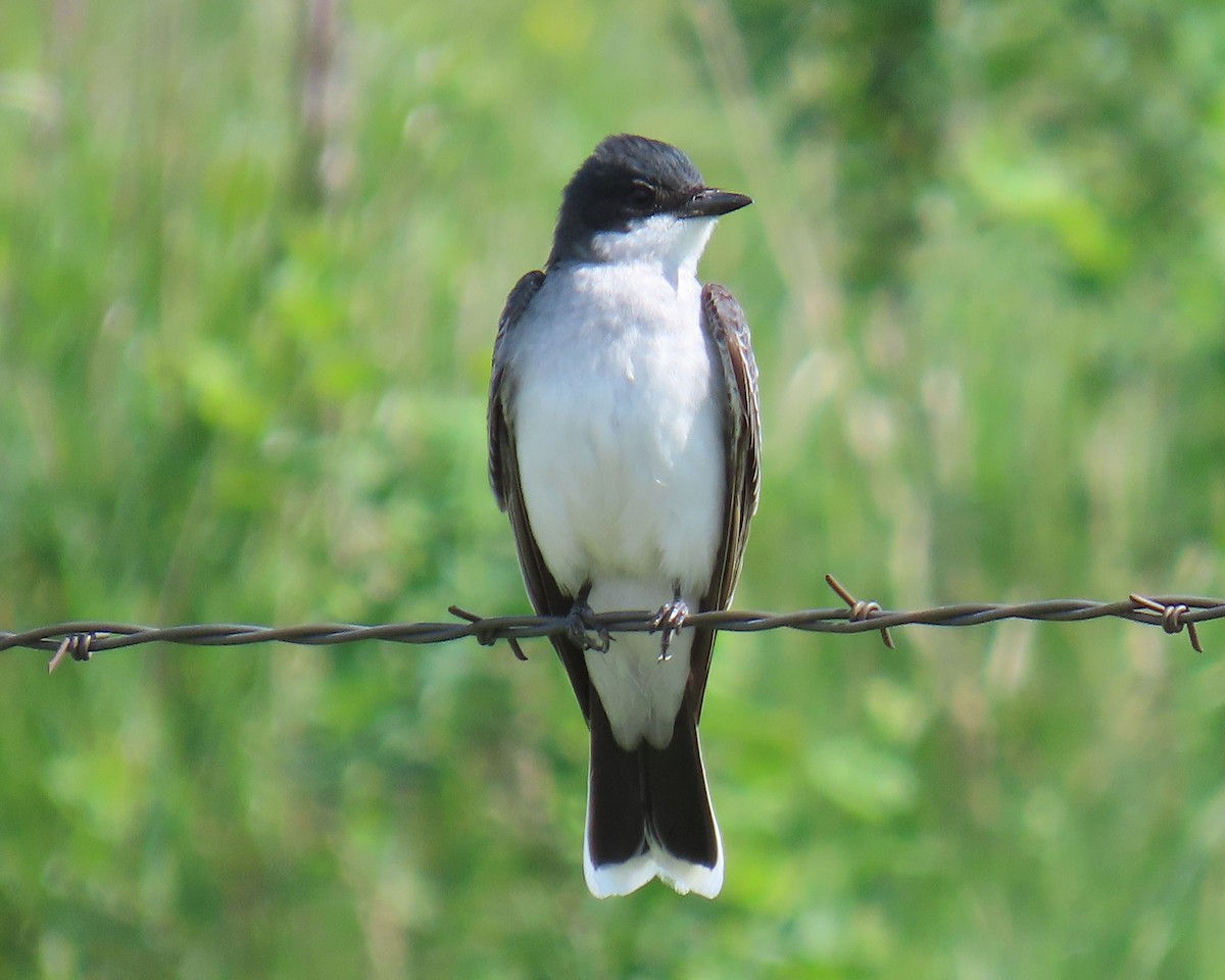 Tirano Oriental - ML645026457