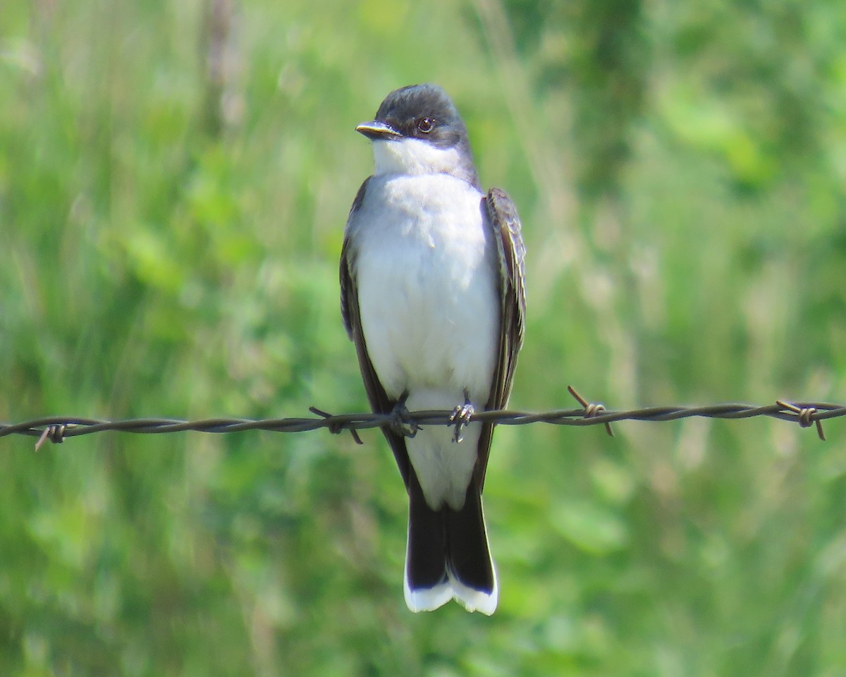 Tirano Oriental - ML645026458