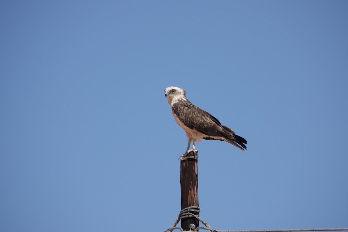 Black-chested Snake-Eagle - ML645026461