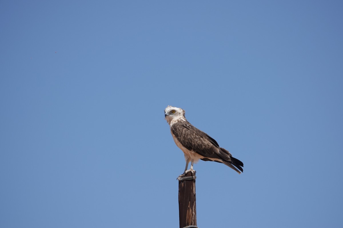 Black-chested Snake-Eagle - ML645026462