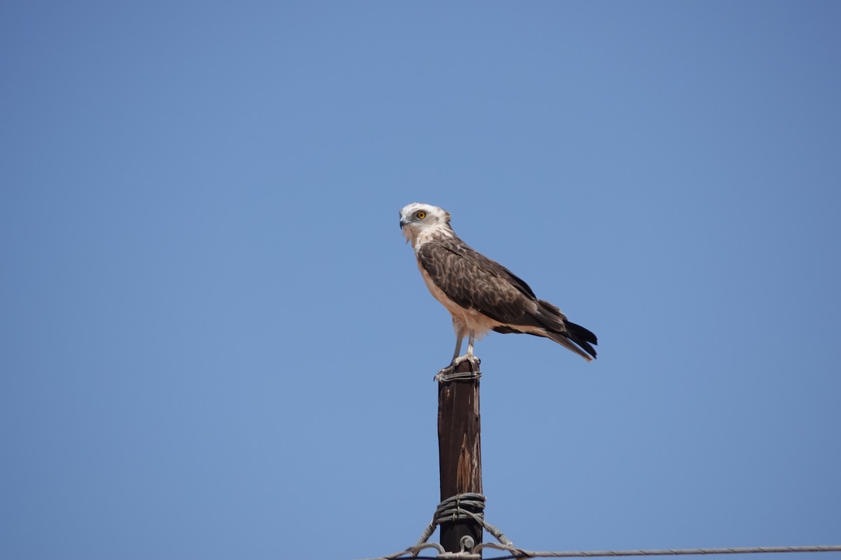 Black-chested Snake-Eagle - ML645026463