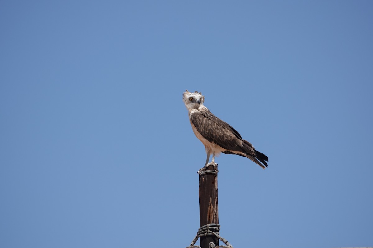 Black-chested Snake-Eagle - ML645026464