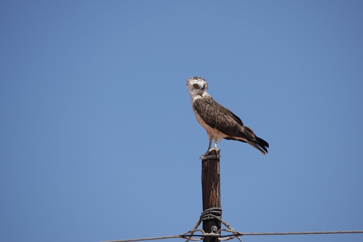 Black-chested Snake-Eagle - ML645026465