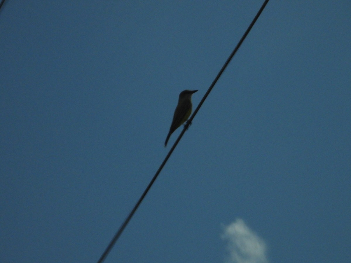 Tropical/Couch's Kingbird - ML645026480