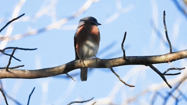 Azulejo Oriental - ML645026487