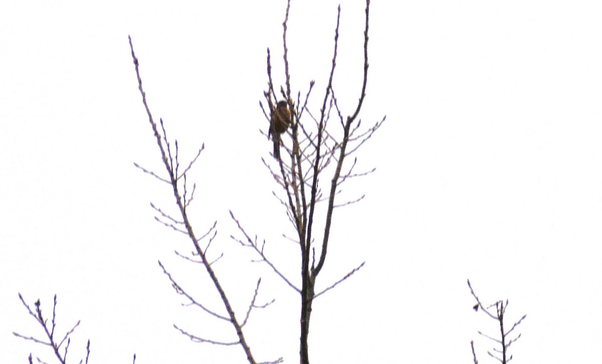 נץ בלתי-מזוהה - ML645026496