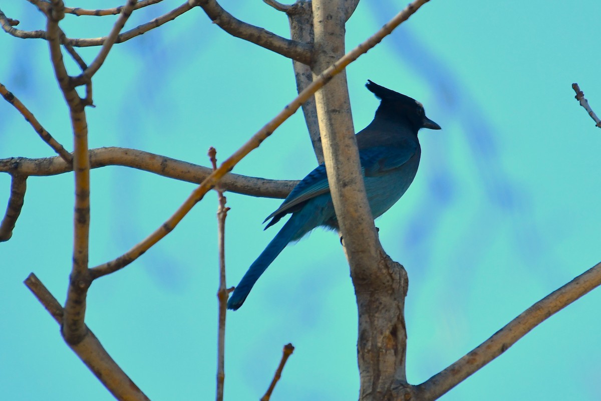 Steller Kargası - ML645026521