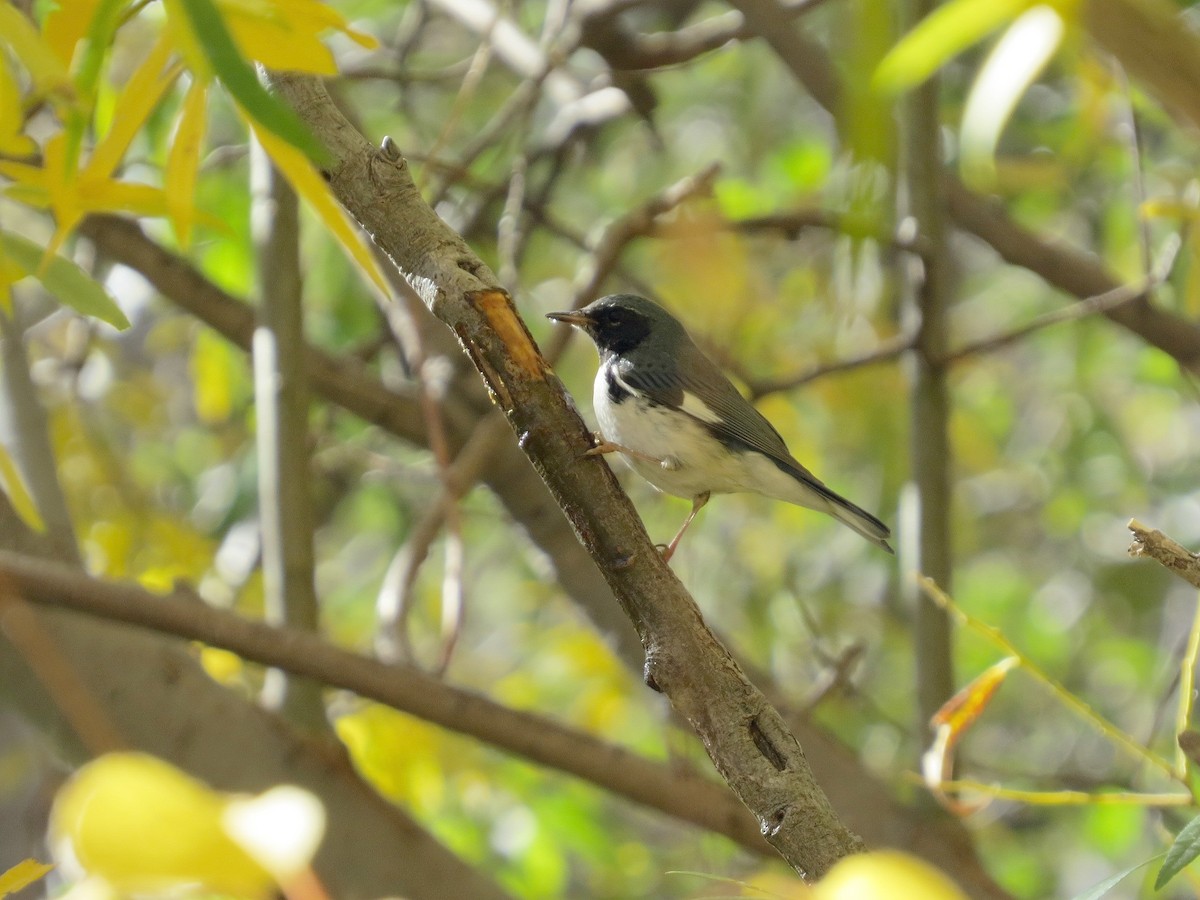 Black-throated Blue Warbler - ML645026531