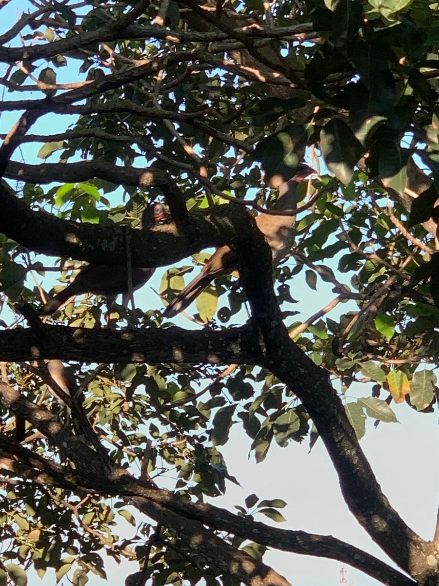 Белобрюхая чачалака - ML645026532