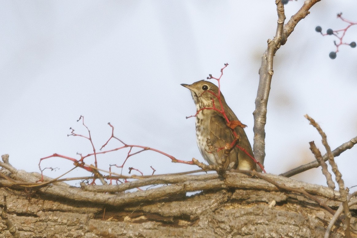 Дрізд-короткодзьоб плямистоволий - ML645026537