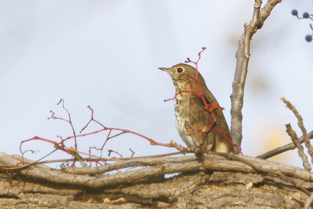 Дрізд-короткодзьоб плямистоволий - ML645026548