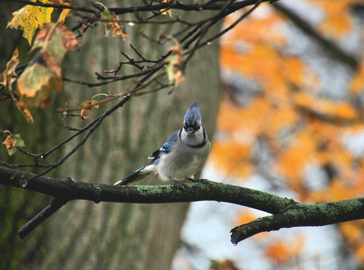 Geai bleu - ML645026552