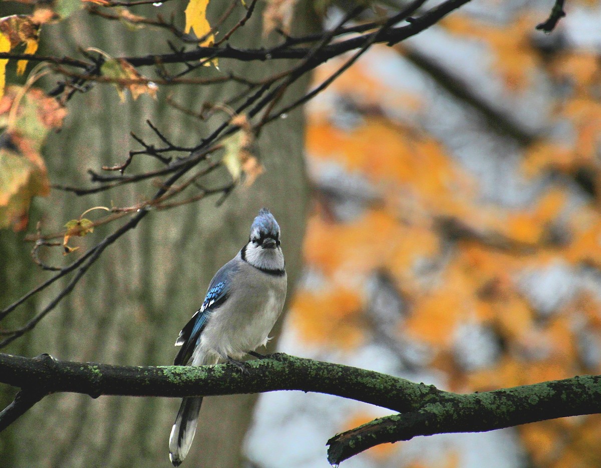 Geai bleu - ML645026553