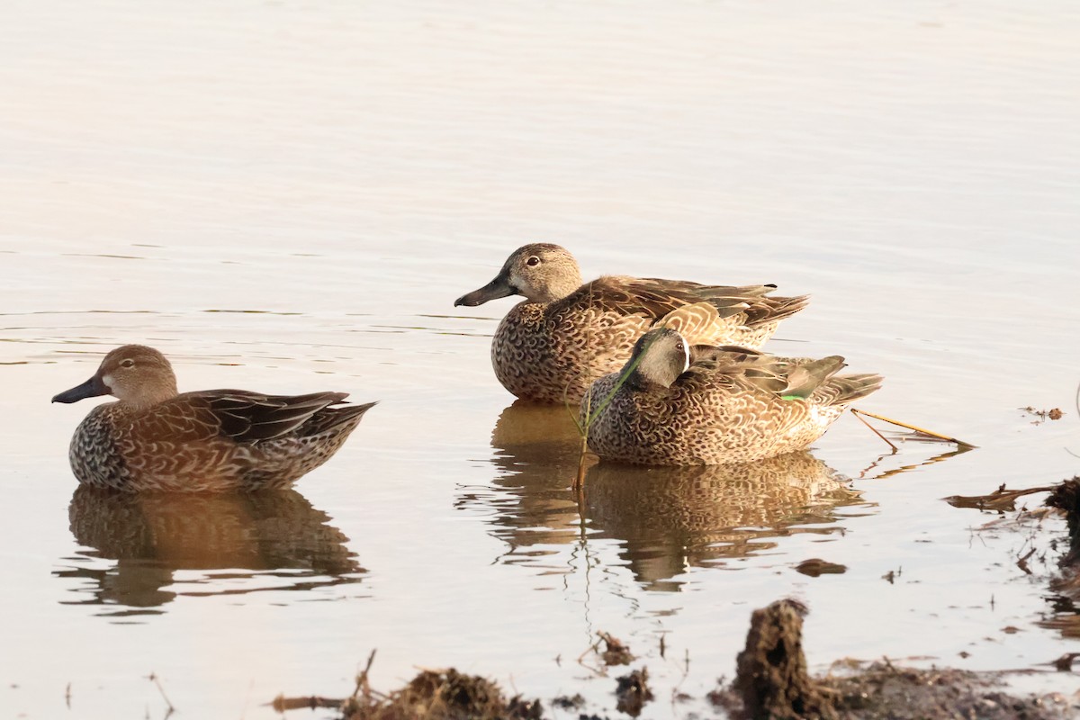 Blue-winged Teal - ML645026599