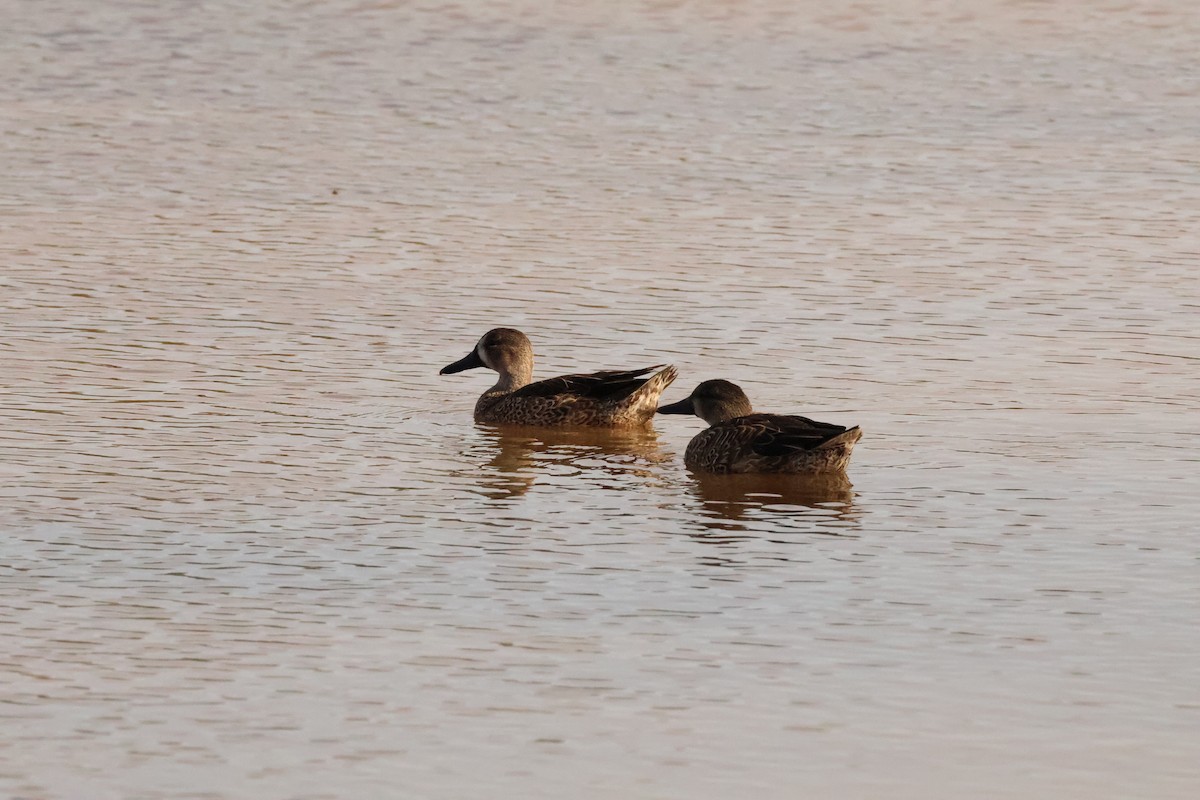 Blue-winged Teal - ML645026600