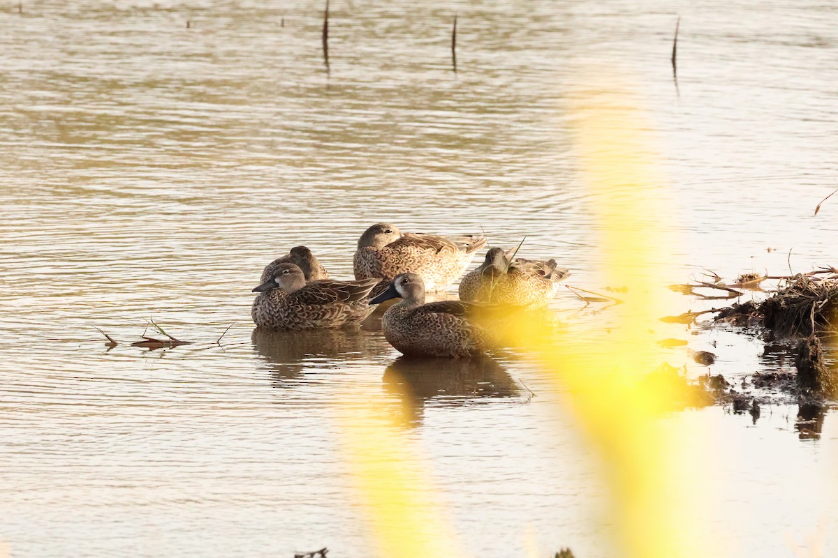 Blue-winged Teal - ML645026602