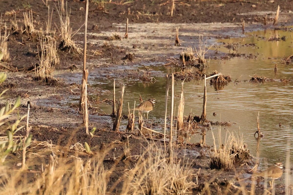Killdeer - ML645026611
