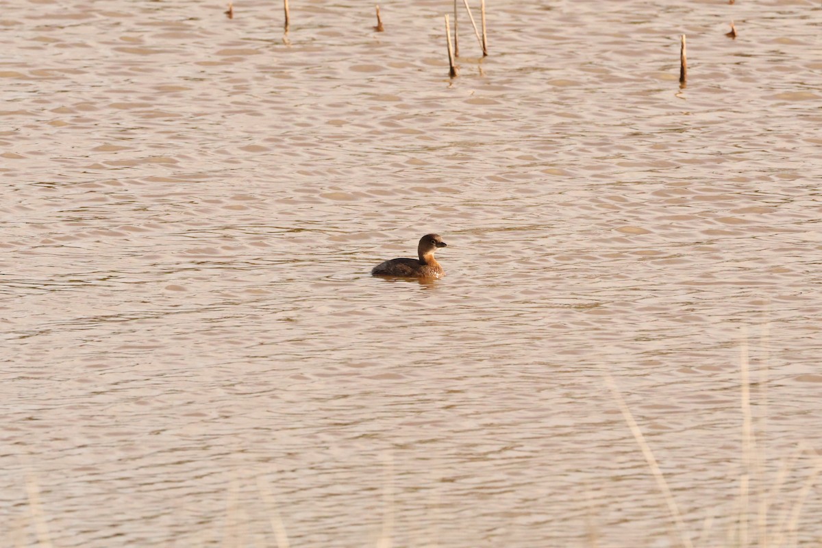 Pied-billed Grebe - ML645026616