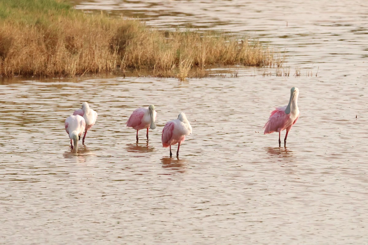 Roseate Spoonbill - ML645026632