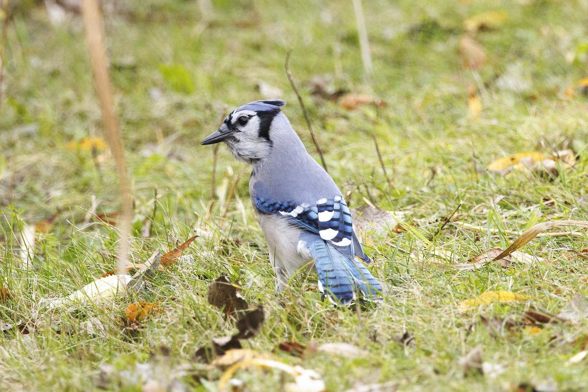 Geai bleu - ML645026635