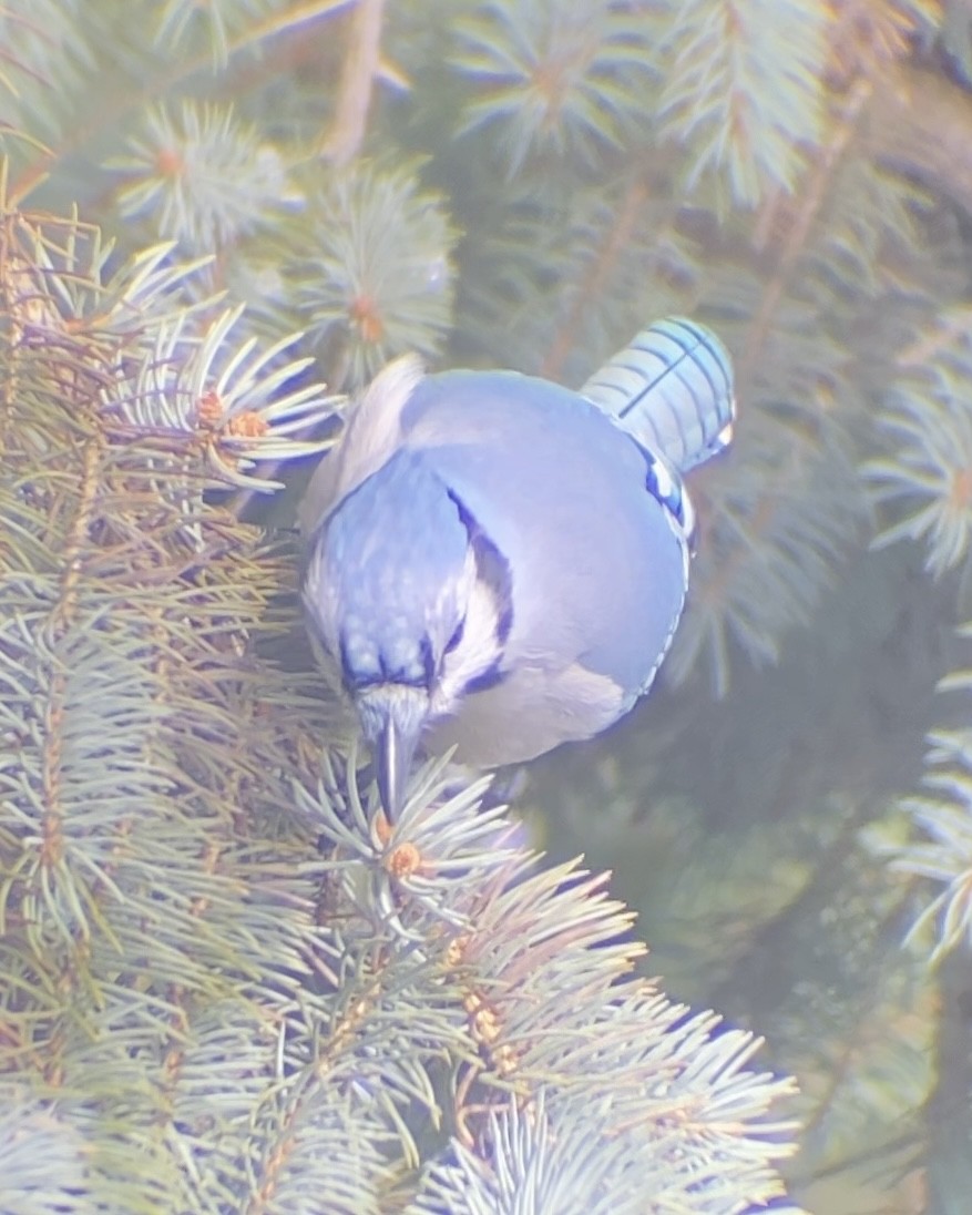 Geai bleu - ML645026637