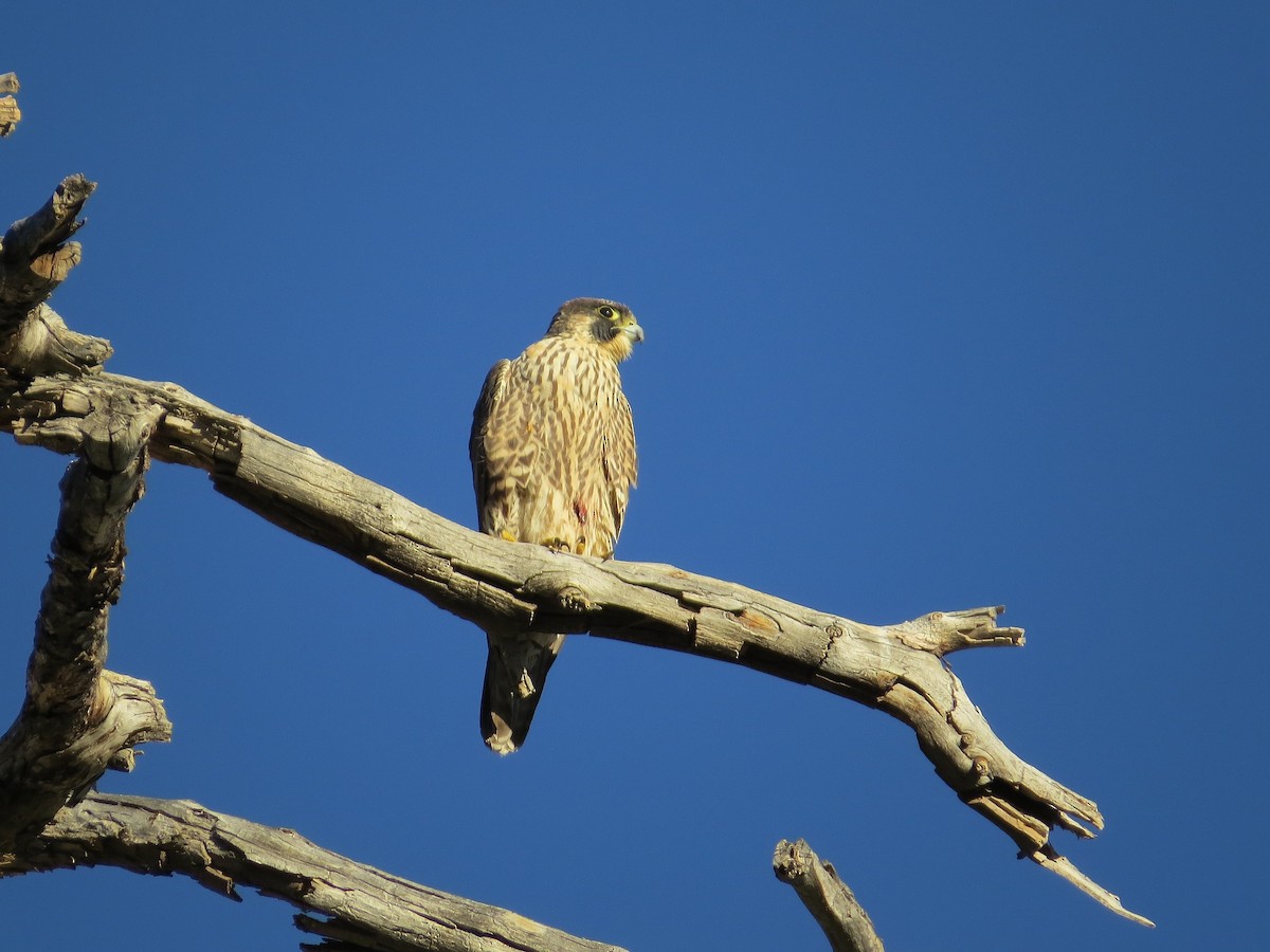 Peregrine Falcon - ML645026638