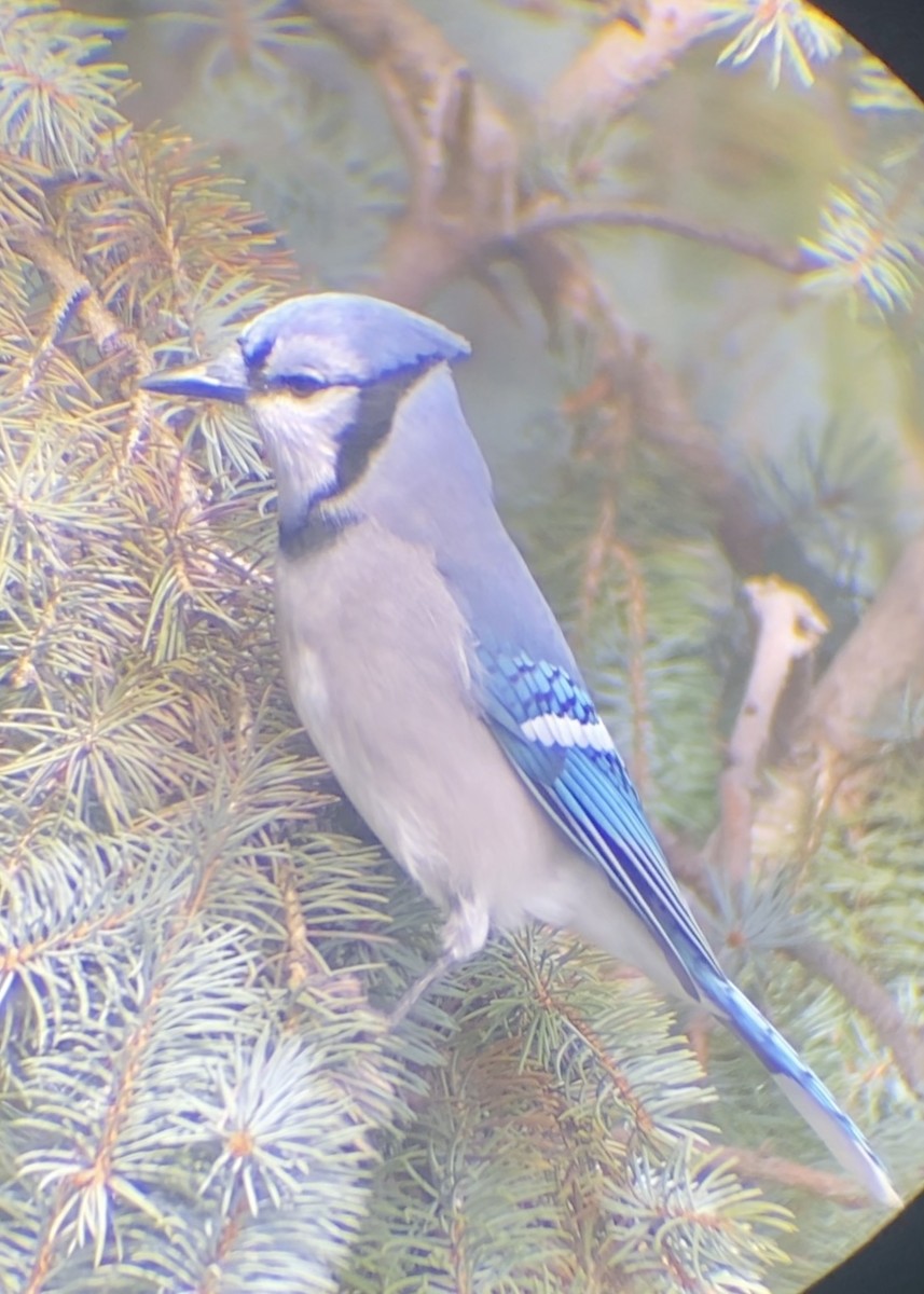 Geai bleu - ML645026639