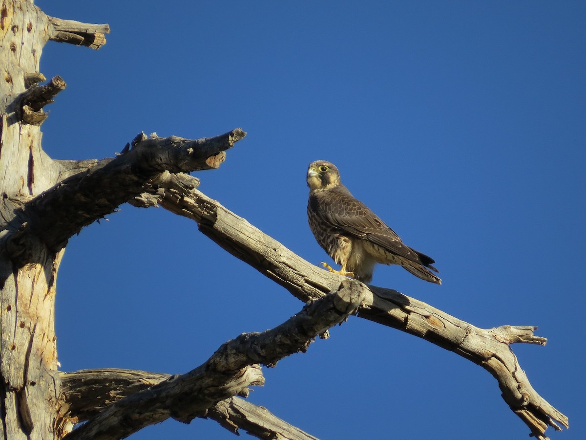 Peregrine Falcon - ML645026640