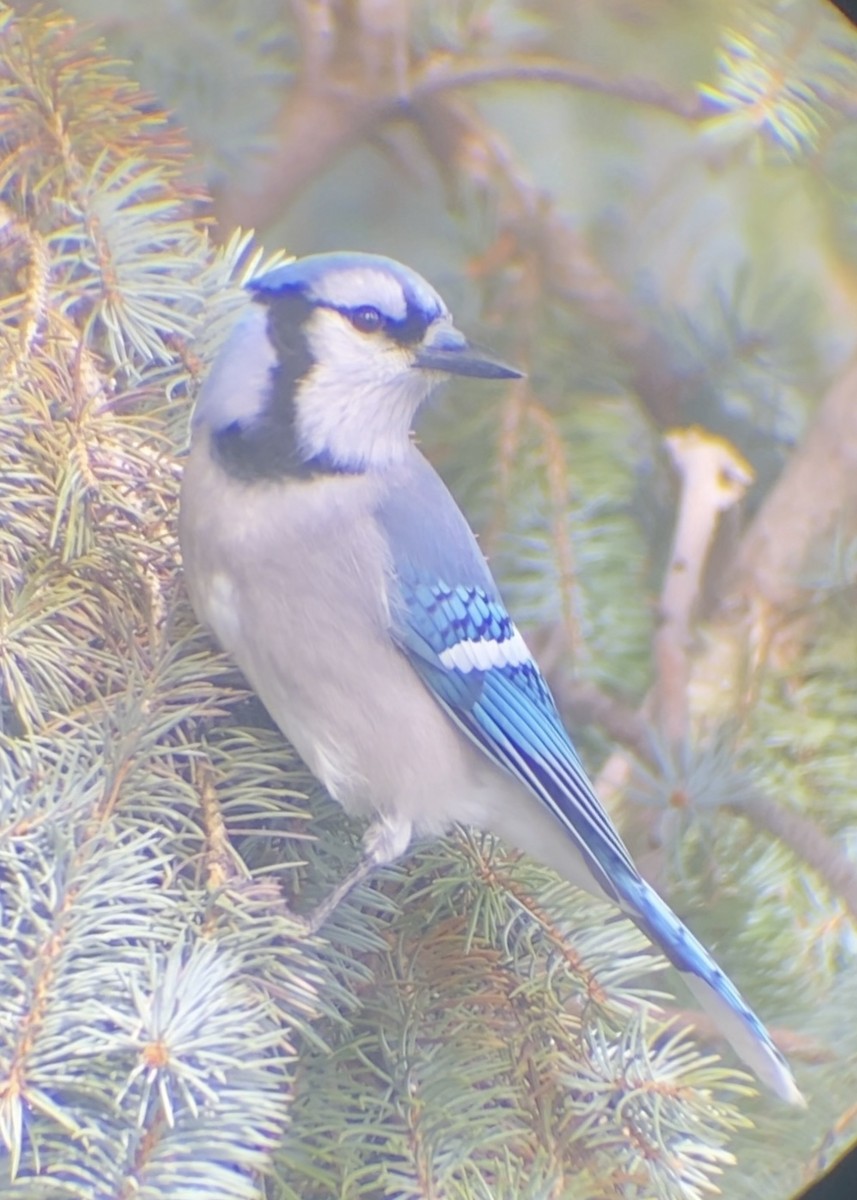 Geai bleu - ML645026641