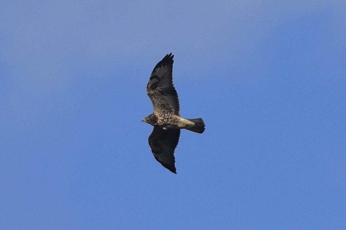 Swainson's Hawk - ML645026642