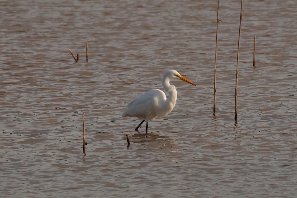 Great Egret - ML645026645