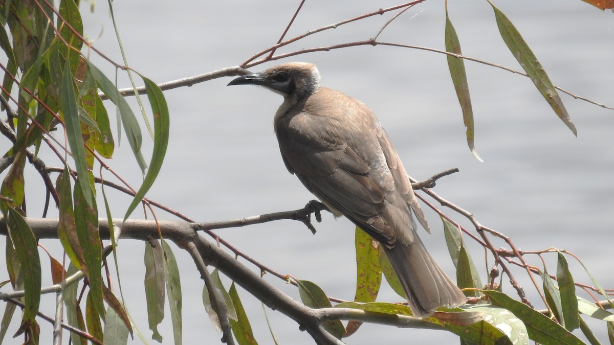 zoborožík malý - ML645026647