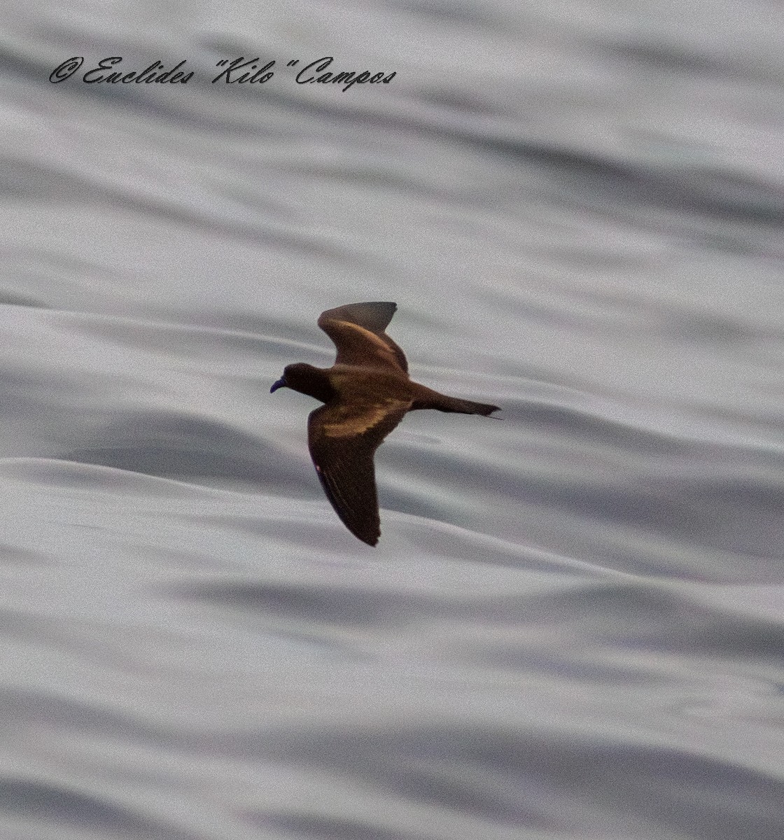 Black Storm-Petrel - ML645026662