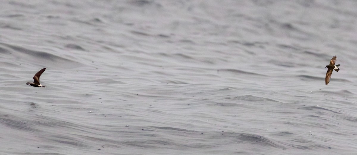 Wedge-rumped Storm-Petrel - ML645026668