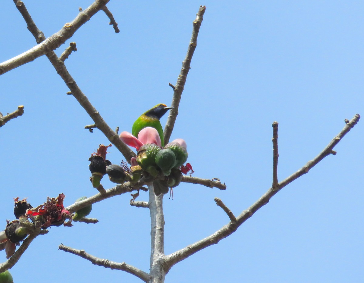 gyllenpannebladfugl - ML645026708