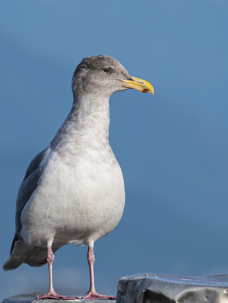 Glaucous-winged Gull - ML645026709