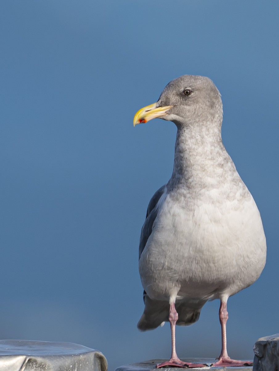 Glaucous-winged Gull - ML645026710