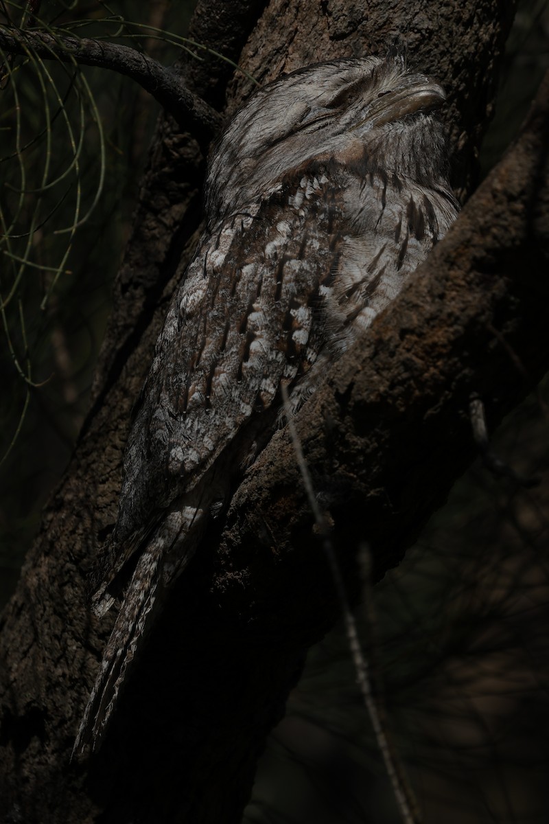 Tawny Frogmouth - ML645026735