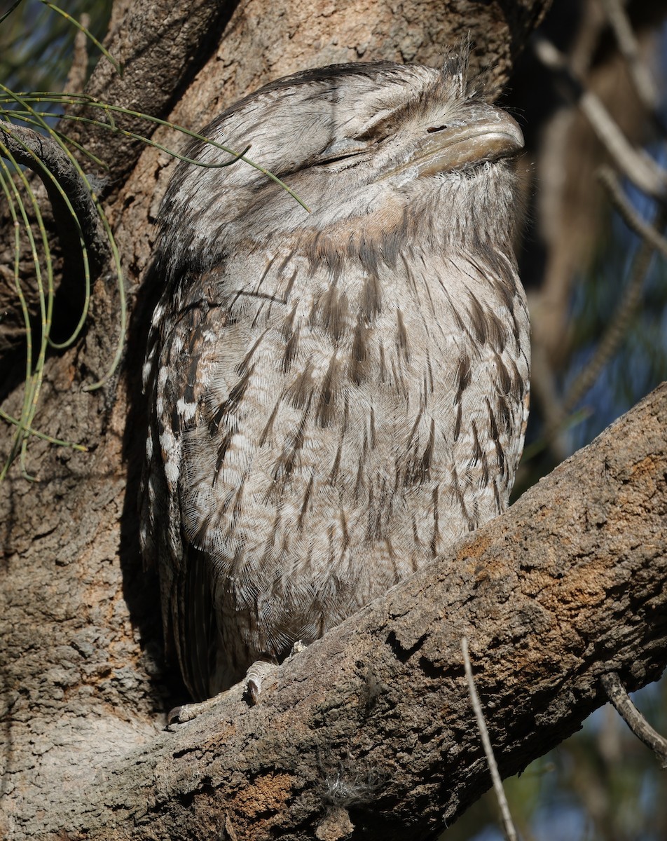 Tawny Frogmouth - ML645026736