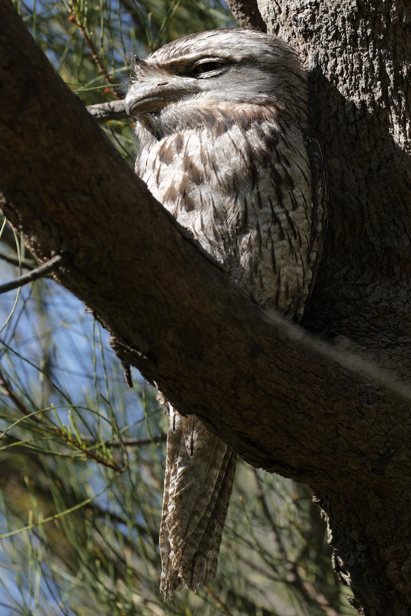 Eulenschwalm - ML645026738