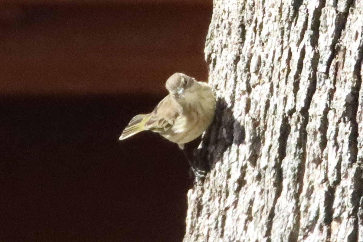 Palm Warbler - ML645026745