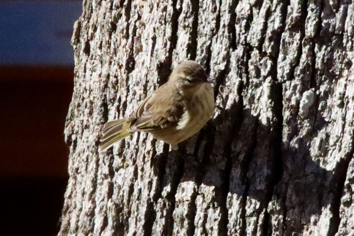 Palm Warbler - ML645026746