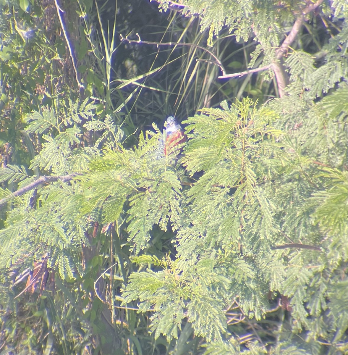 Ringed Kingfisher - ML645026747