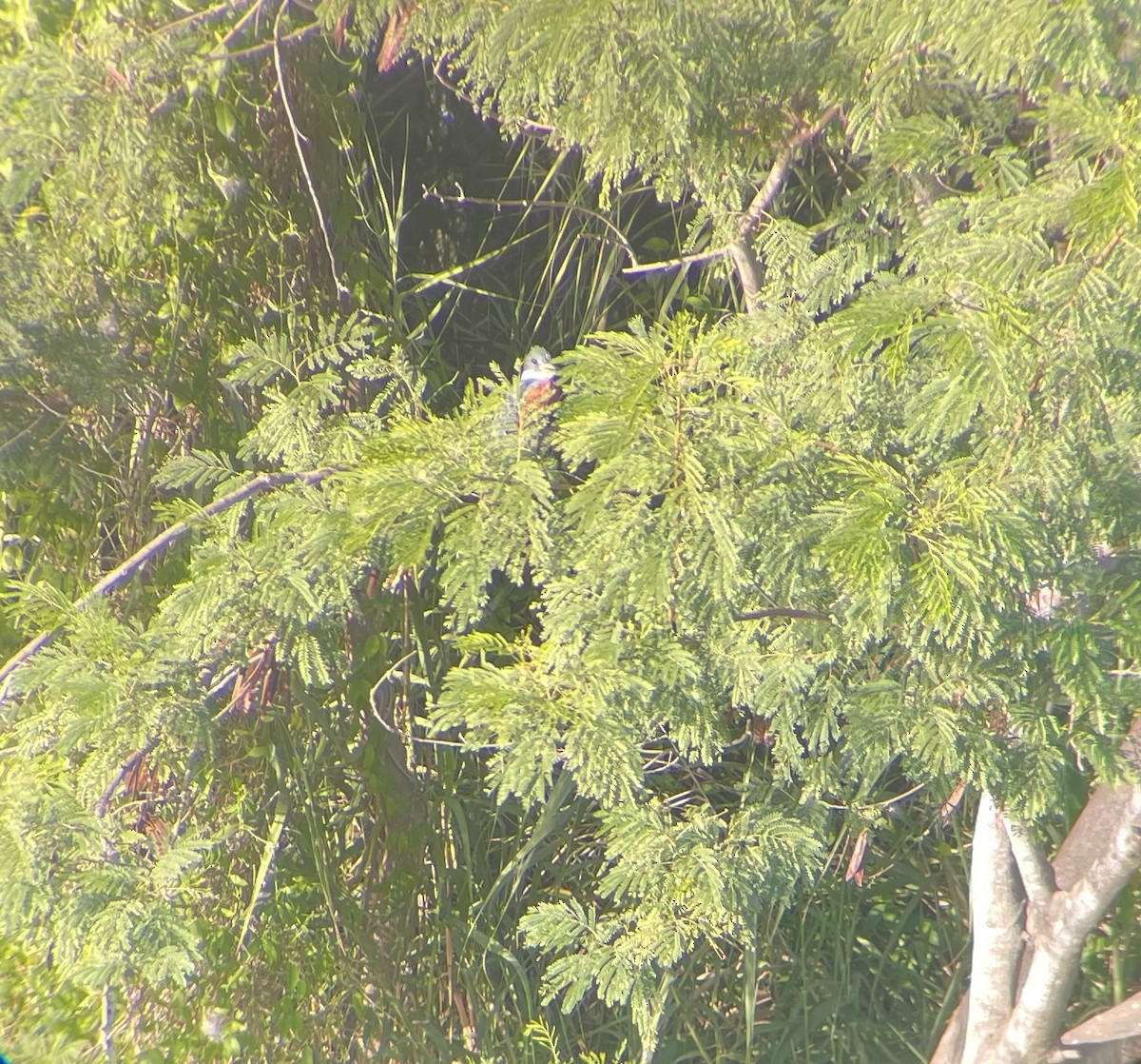 Ringed Kingfisher - ML645026748