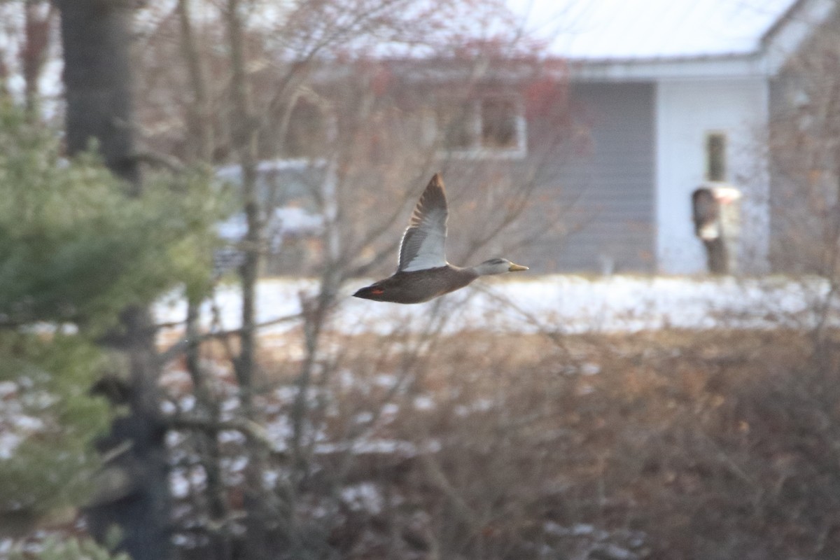 American Black Duck - ML645026749