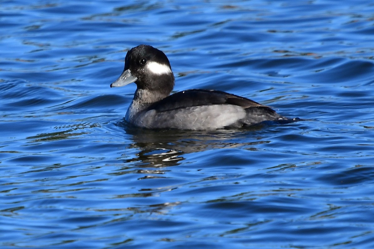 Bufflehead - ML645026754