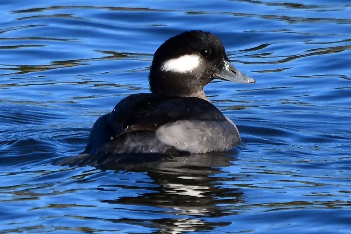 Bufflehead - ML645026755