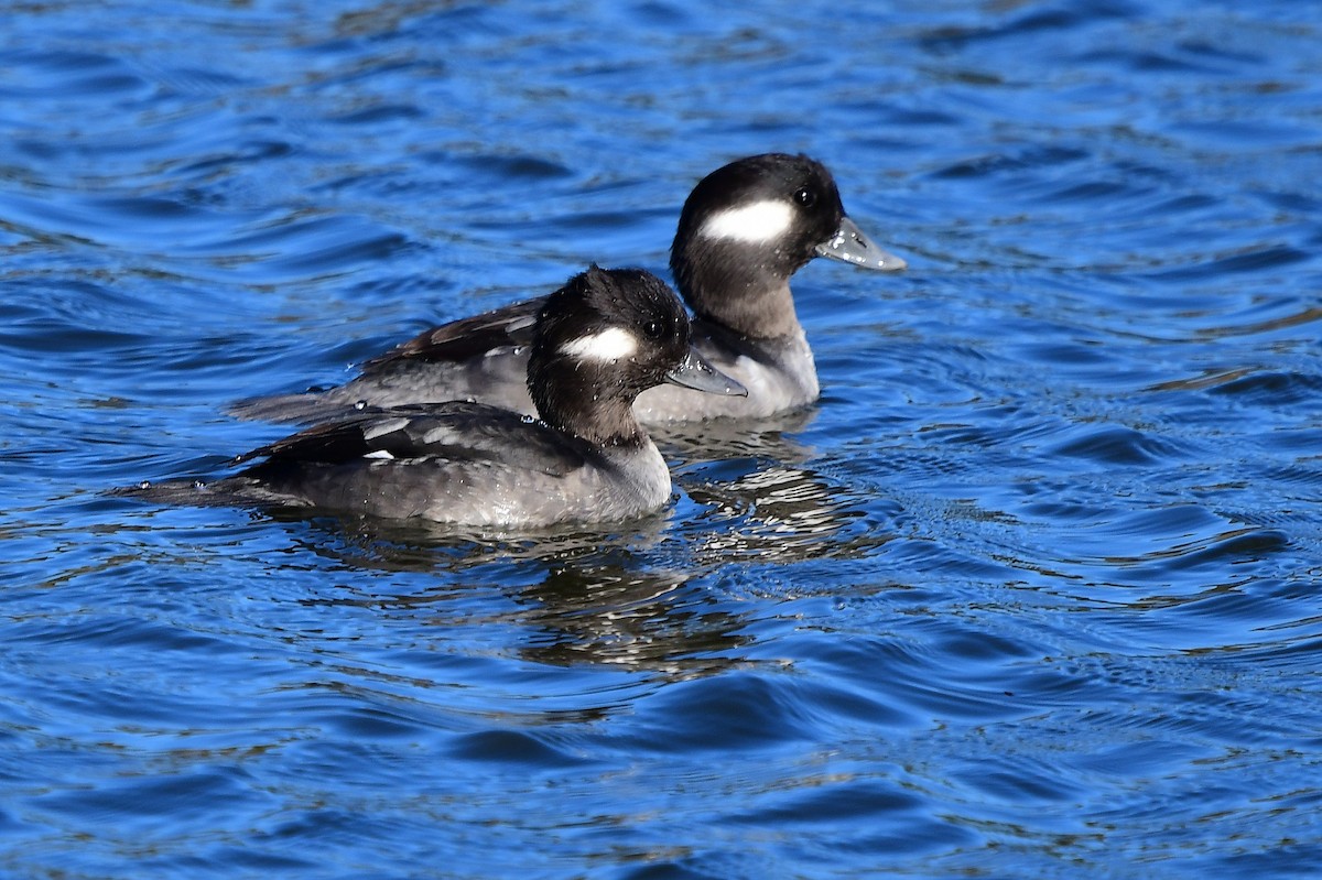 Bufflehead - ML645026756
