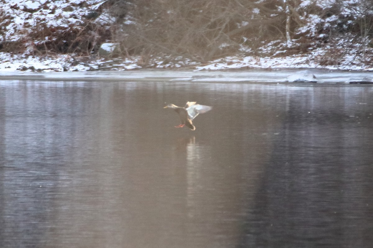 American Black Duck - ML645026757
